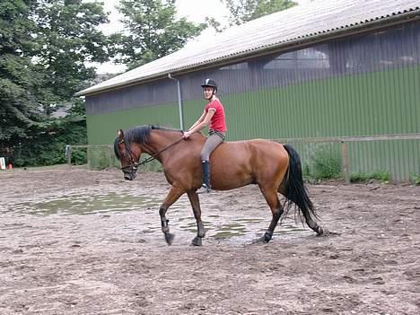 Anden særlig race Monty*** solgt*** :( billede 11