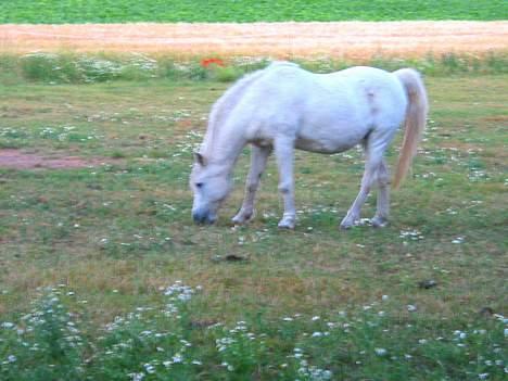 DSP Kathinka billede 6