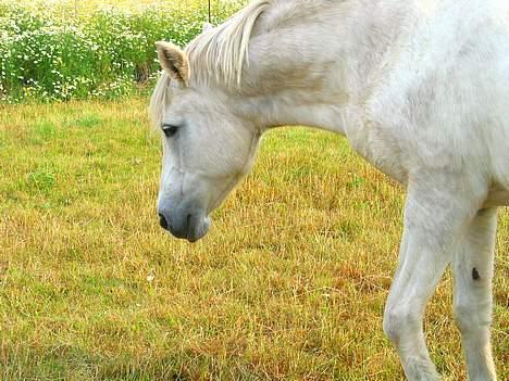 DSP Kathinka billede 7