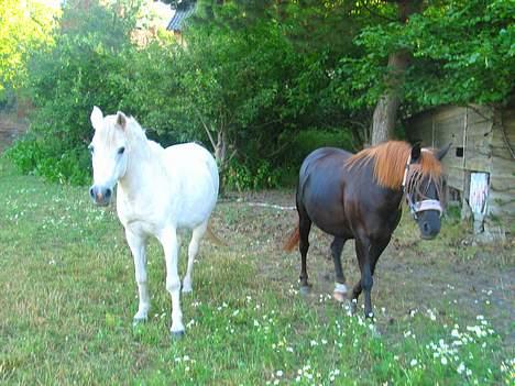 DSP Kathinka billede 8