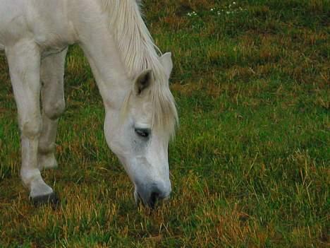 DSP Kathinka billede 9