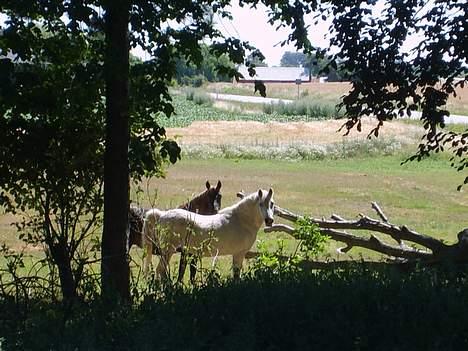 DSP Kathinka billede 10