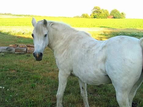 DSP Kathinka billede 12