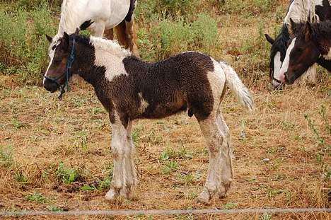 Irish Cob Axelved's Djuke  - Djuke´s første oplevelse med regnvejr. billede 12