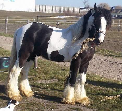 Irish Cob Axelved's Djuke  - Djuke´s far. Han er iøvrigt til salg.  billede 13