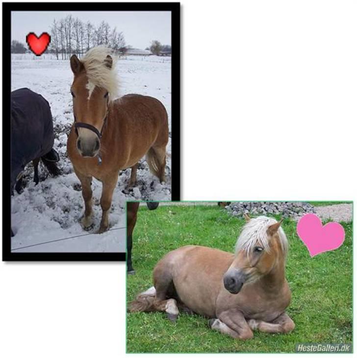 Haflinger Sille [ Tidl. pony ] * SAVN!* - altid godt med en bette lur ? d;  billede 1