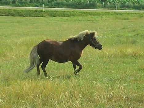 Shetlænder Tarzan <,3 SOLGT billede 20