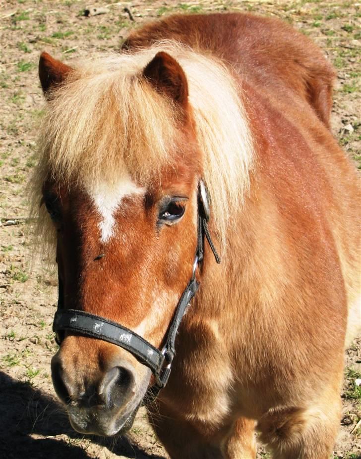 Shetlænder Sanne Bomlund  - Sanne på fold billede 18