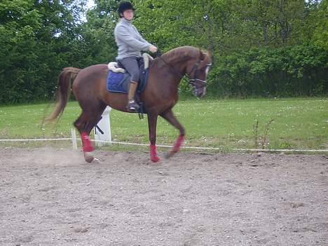 Welsh Pony af Cob-type (sec C) Romy's Elegant - Ik helt godt ramt .. heeh billede 2