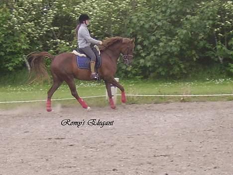 Welsh Pony af Cob-type (sec C) Romy's Elegant - Ellie <´3 billede 5