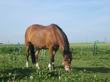 New Forest Donna NF 1758 billede 9