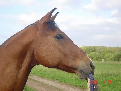 Anden særlig race Henrik » rip - 07 - Elsket , savnet og aldrig glemt billede 6