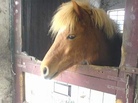 Islænder Lukka fra Flødal (SOLGT) - Lukka tygger på et eller andet, så hendes mule ser meget smal ud, men ellers er det da nogle dejligt vågne øjne, og et kvikt udtryk, ikke? :D billede 13