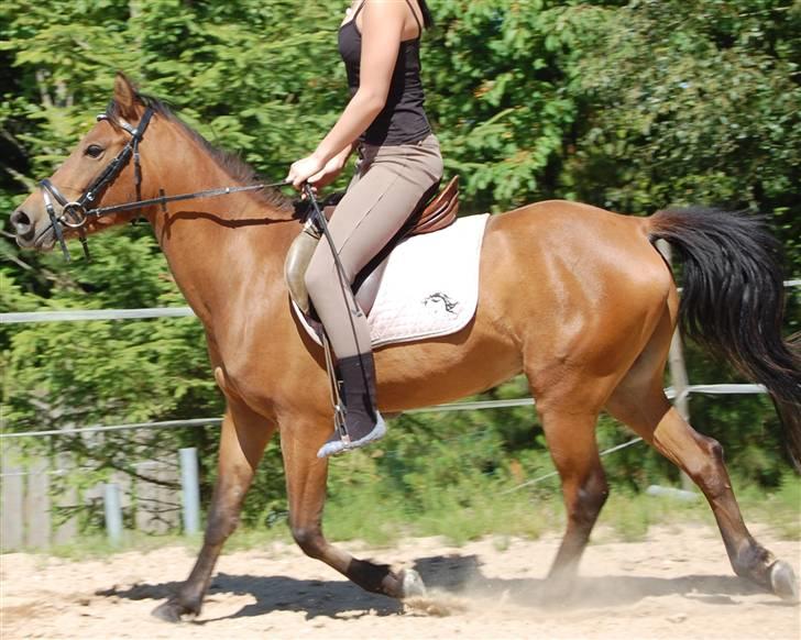 Anden særlig race Lucas - Nusse Nusse...(: billede 4