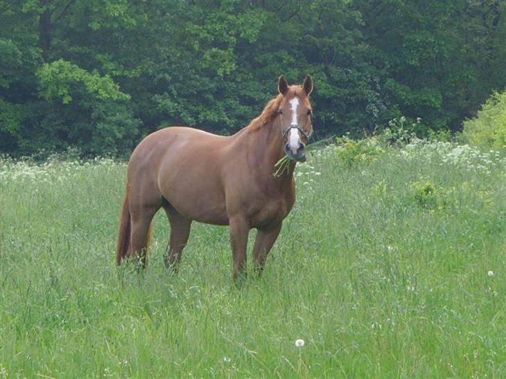 {{currentPhoto.altText}} billede {{currentPhoto.number}}