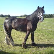 Tinker The Gypsy Spirit of Irish