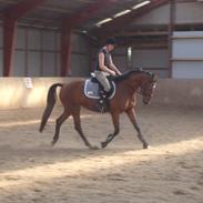 Anden særlig race Valari