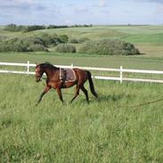 Anden særlig race Valari