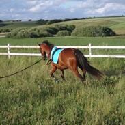 Anden særlig race Valari