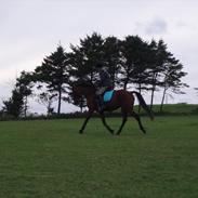 Anden særlig race Valari