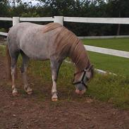 Welsh Pony (sec B) Silver