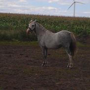 Welsh Pony (sec B) Silver