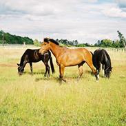 Trakehner Sofie - Haghia Sophia! (R.I.P)