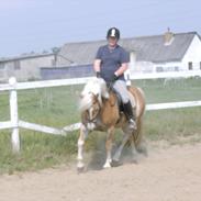 Haflinger Roxy  ( HIMMELHEST  )