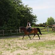 Anden særlig race Sonny 