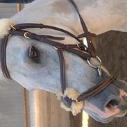 Anden særlig race dyrkærdgårds Haikiki