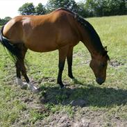 Dansk Varmblod Amaret