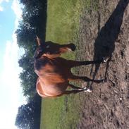 Dansk Varmblod Amaret