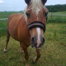 Tyroler Haflinger Wendy 