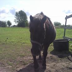 Anden særlig race Rasmus