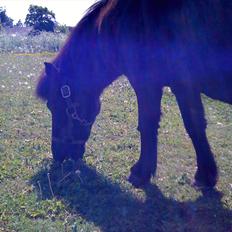 Anden særlig race Rasmus