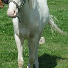 Welsh Pony (sec B) Aastrupgaards Aayan