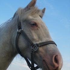 Welsh Pony (sec B) Aastrupgaards Aayan