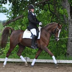 Arabisk fuldblod (OX) • PASHA'S PETITE OX •