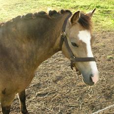 Welsh Mountain (sec A) pixeline star light ( Tidl. pony)