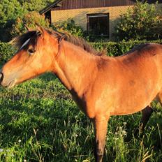 Anden særlig race Vanggaarden's Evermore