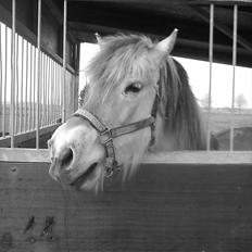 Fjordhest Nekoline