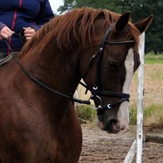Frederiksborg Himmelhest Ditte