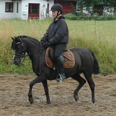 DSP Bjerregaards Wendy