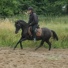 DSP Bjerregaards Wendy