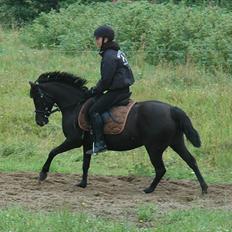 DSP Bjerregaards Wendy