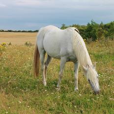 Arabisk fuldblod (OX) ,-*`Moonwalker's Lacoste´*-, //SOLGT//