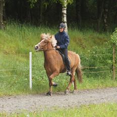 Islænder Hjalli fra Tranten