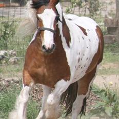 Irish Cob Rosenlunds Cosy Emmie