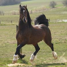 Welsh Cob (sec D) Kildegaards Chester