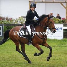 Anden særlig race Pilgaards Kiwi